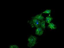B3GNT2 Antibody - Anti-B3GNT2 mouse monoclonal antibody immunofluorescent staining of COS7 cells transiently transfected by pCMV6-ENTRY B3GNT2.