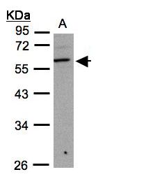 B3GNT3 / TMEM3 Antibody - Sample (30 ug whole cell lysate). A:293T. 10% SDS PAGE. B3GNT3 / TMEM3 antibody diluted at 1:1000