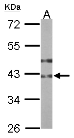 B3GNT3 / TMEM3 Antibody - Sample (50 ug of whole cell lysate). A: mouse stomach. 10% SDS PAGE. B3GNT3 / TMEM3 antibody diluted at 1:1000.
