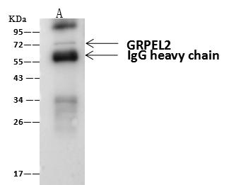 B3GNT3 / TMEM3 Antibody - GRPEL2 was immunoprecipitated using: Lane A: 0.5 mg Jurkat Whole Cell Lysate. 4 uL anti-GRPEL2 rabbit polyclonal antibody and 60 ug of Immunomagnetic beads Protein A/G. Primary antibody: Anti-GRPEL2 rabbit polyclonal antibody, at 1:100 dilution. Secondary antibody: Goat Anti-Rabbit IgG (H+L)/HRP at 1/10000 dilution. Developed using the ECL technique. Performed under reducing conditions. Predicted band size: 55 kDa. Observed band size: 64 kDa.