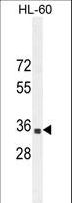 B3GNT4 Antibody - B3GNT4 Antibody western blot of HL-60 cell line lysates (35 ug/lane). The B3GNT4 antibody detected the B3GNT4 protein (arrow).