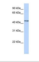 B3GNT4 Antibody - 293T cell lysate. Antibody concentration: 1.0 ug/ml. Gel concentration: 12%.  This image was taken for the unconjugated form of this product. Other forms have not been tested.