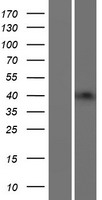 B3GNT4 Protein - Western validation with an anti-DDK antibody * L: Control HEK293 lysate R: Over-expression lysate