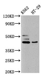 B3GNT6 Antibody - Western Blot Positive WB detected in: K562 whole cell lysate, HT29 whole cell lysate All lanes: B3GNT6 antibody at 10µg/ml Secondary Goat polyclonal to rabbit IgG at 1/50000 dilution Predicted band size: 43, 30 kDa Observed band size: 43 kDa