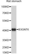 B3GNT6 Antibody - Western blot analysis of extracts of rat stomach, using B3GNT6 antibody at 1:1000 dilution. The secondary antibody used was an HRP Goat Anti-Rabbit IgG (H+L) at 1:10000 dilution. Lysates were loaded 25ug per lane and 3% nonfat dry milk in TBST was used for blocking. An ECL Kit was used for detection and the exposure time was 60s.