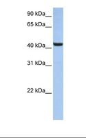 B3GNT7 Antibody - HepG2 cell lysate. Antibody concentration: 1.0 ug/ml. Gel concentration: 12%.  This image was taken for the unconjugated form of this product. Other forms have not been tested.