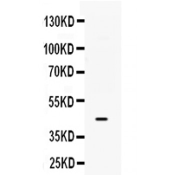 B3GNT8 Antibody - B3GNT8 antibody Western blot. All lanes: Anti B3GNT8 at 0.5 ug/ml. WB: HELA Whole Cell Lysate at 40 ug. Predicted band size: 43 kD. Observed band size: 43 kD.