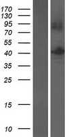 B3GNTL1 Protein - Western validation with an anti-DDK antibody * L: Control HEK293 lysate R: Over-expression lysate