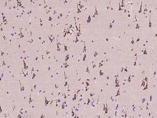 B4GALNT1 / GM2/GD2 Synthase Antibody - Immunochemical staining of human B4GALNT1 in human brain with rabbit polyclonal antibody at 1:100 dilution, formalin-fixed paraffin embedded sections.