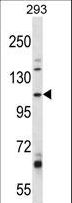 B4GALNT3 Antibody - B4GALNT3 Antibody western blot of 293 cell line lysates (35 ug/lane). The B4GALNT3 antibody detected the B4GALNT3 protein (arrow).
