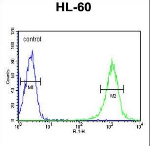 B4GALT1 Antibody - B4GalT1 Antibody flow cytometry of HL-60 cells (right histogram) compared to a negative control cell (left histogram). FITC-conjugated goat-anti-rabbit secondary antibodies were used for the analysis.