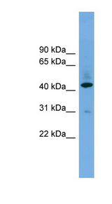B4GALT2 Antibody - B4GALT2 antibody Western blot of 293T cell lysate. This image was taken for the unconjugated form of this product. Other forms have not been tested.