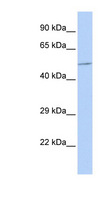 B4GALT3 Antibody - B4GALT3 antibody Western blot of 721_B cell lysate. This image was taken for the unconjugated form of this product. Other forms have not been tested.