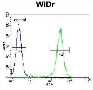 B4GALT5 Antibody - B4GALT5 Antibody flow cytometry of WiDr cells (right histogram) compared to a negative control cell (left histogram). FITC-conjugated goat-anti-rabbit secondary antibodies were used for the analysis.