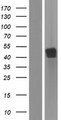 B4GALT5 Protein - Western validation with an anti-DDK antibody * L: Control HEK293 lysate R: Over-expression lysate