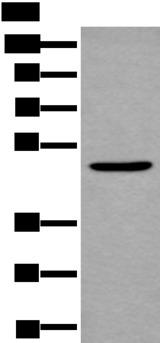 B4GAT1 / B3GNT1 Antibody - Western blot analysis of Mouse brain tissue lysate  using B4GAT1 Polyclonal Antibody at dilution of 1:800