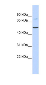 BAAT / BAT Antibody - BAAT antibody western blot of Human Fetal Liver lysate.  This image was taken for the unconjugated form of this product. Other forms have not been tested.