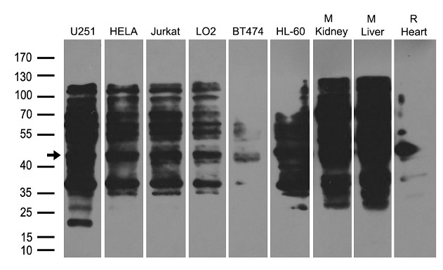 BABAM1 / HSPC142 Antibody - Western blot analysis of extracts. (35ug) from different cell lines or tissues by using anti-BABAM1 rabbit polyclonal antibody .
