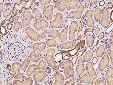 BABAM1 / HSPC142 Antibody - Immunochemical staining of human BABAM1 in human kidney with rabbit polyclonal antibody at 1:100 dilution, formalin-fixed paraffin embedded sections.