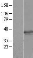 BABAM1 / HSPC142 Protein - Western validation with an anti-DDK antibody * L: Control HEK293 lysate R: Over-expression lysate