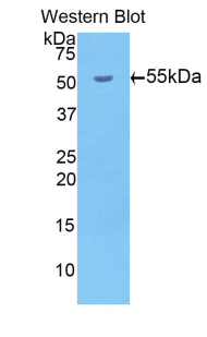 BACE1 / BACE Antibody - Western blot of recombinant BACE1 / BACE.  This image was taken for the unconjugated form of this product. Other forms have not been tested.