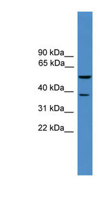 BACE1 / BACE Antibody - BACE1 antibody Western blot of Mouse Heart lysate. This image was taken for the unconjugated form of this product. Other forms have not been tested.