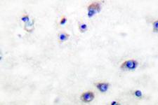 BACE1 / BACE Antibody - IHC of BACE (D492) pAb in paraffin-embedded human brain tissue.