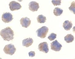 BACE1 / BACE Antibody - Immunocytochemistry of BACE in 3T3 cells with BACE antibody at 10 µg/ml.
