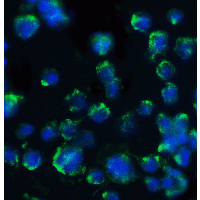 BACE1 / BACE Antibody - Immunofluorescence of BACE in 3T3 cells with BACE antibody at 20 µg/ml.Green: BACE Antibody  Blue: DAPI staining