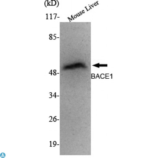 BACE1 / BACE Antibody - Western Blot (WB) analysis using BACE Monoclonal Antibody against Mouse Liver lysate.