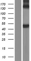 BACE1 / BACE Protein - Western validation with an anti-DDK antibody * L: Control HEK293 lysate R: Over-expression lysate