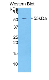 BACE2 Antibody - Western blot of recombinant BACE2.  This image was taken for the unconjugated form of this product. Other forms have not been tested.