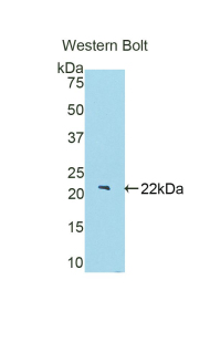 BACE2 Antibody - Western blot of recombinant BACE2.  This image was taken for the unconjugated form of this product. Other forms have not been tested.