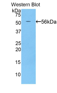 BACE2 Antibody - Western blot of recombinant BACE2.  This image was taken for the unconjugated form of this product. Other forms have not been tested.