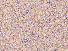 BACE2 Antibody - Immunochemical staining of mouse BACE2 in mouse kidney with rabbit polyclonal antibody at 1:1000 dilution, formalin-fixed paraffin embedded sections.