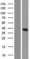 BACE2 Protein - Western validation with an anti-DDK antibody * L: Control HEK293 lysate R: Over-expression lysate