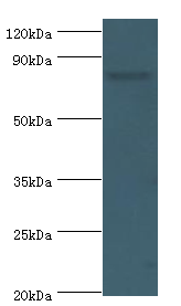 BACH1 Antibody - Western blot. All lanes: BACH1 antibody at 2 ug/ml+mouse thymus tissue. Secondary antibody: Goat polyclonal to rabbit at 1:10000 dilution. Predicted band size: 82 kDa. Observed band size: 82 kDa.