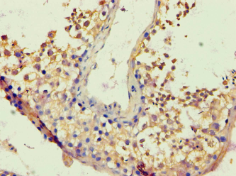 BACH1 Antibody - Immunohistochemistry of paraffin-embedded human testis using antibody at 1:100 dilution.