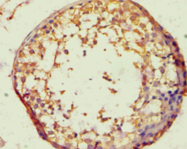 BACH1 Antibody - Immunohistochemistry of paraffin-embedded human testis using antibody at 1:100 dilution.