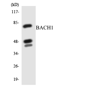 BACH1 Antibody - Western blot analysis of the lysates from HeLa cells using BACH1 antibody.
