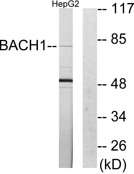 BACH1 Antibody - Western blot analysis of lysates from HepG2 cells, using BACH1 Antibody. The lane on the right is blocked with the synthesized peptide.