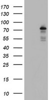 BACH1 Antibody - HEK293T cells were transfected with the pCMV6-ENTRY control (Left lane) or pCMV6-ENTRY BACH1 (Right lane) cDNA for 48 hrs and lysed. Equivalent amounts of cell lysates (5 ug per lane) were separated by SDS-PAGE and immunoblotted with anti-BACH1.