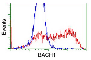 BACH1 Antibody - HEK293T cells transfected with either overexpress plasmid (Red) or empty vector control plasmid (Blue) were immunostained by anti-BACH1 antibody, and then analyzed by flow cytometry.