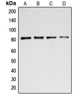 BACH1 Antibody - Western blot analysis of BACH1 expression in HEK293T (A); MCF7 (B); K562 (C); HeLa (D) whole cell lysates.