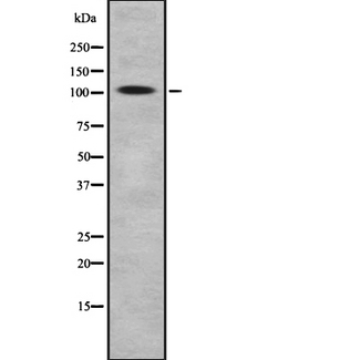 BACH1 Antibody - Western blot analysis of BACH1 using RAW264.7 whole cells lysates