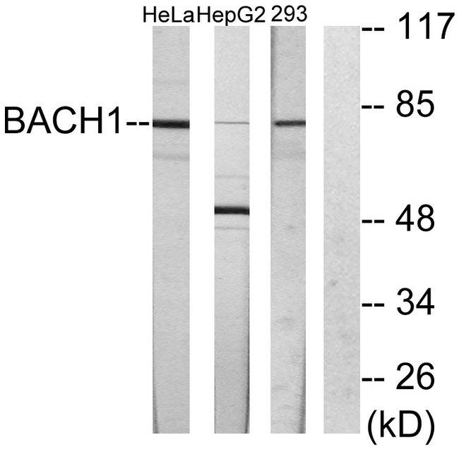 BACH1 Antibody - Western blot analysis of extracts from HeLa cells, HepG2 cells and 293 cells, using BACH1 antibody.