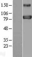 BACH1 Protein - Western validation with an anti-DDK antibody * L: Control HEK293 lysate R: Over-expression lysate
