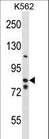 BACH2 Antibody - BACH2 Antibody western blot of K562 cell line lysates (35 ug/lane). The BACH2 antibody detected the BACH2 protein (arrow).