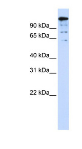 BACH2 Antibody - BACH2 antibody Western blot of 293T cell lysate. This image was taken for the unconjugated form of this product. Other forms have not been tested.