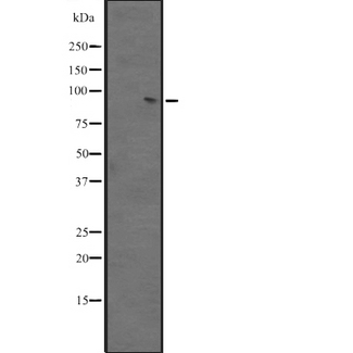 BACH2 Antibody - Western blot analysis of BACH2 expression in A431 whole cells lysate. The lane on the left is treated with the antigen-specific peptide.